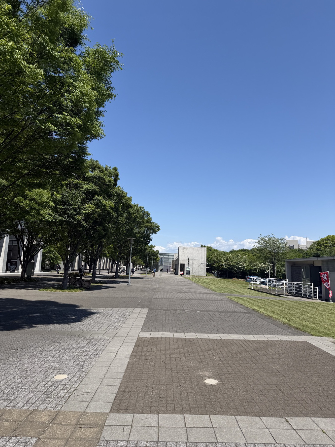 阳光下的校园道路、绿树和蓝天。